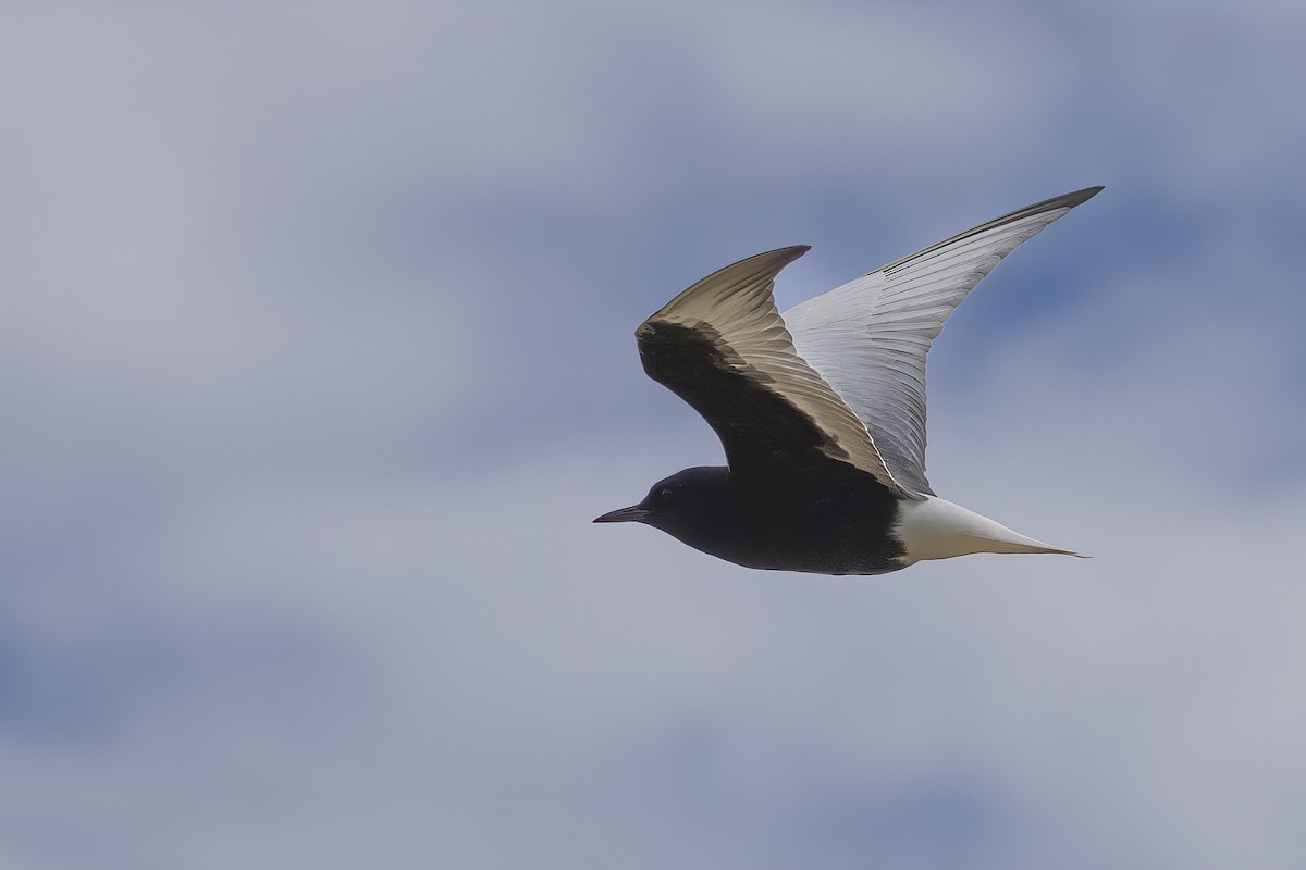 White-winged Tern - Delfin Gonzalez