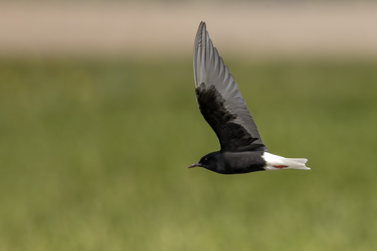 White-winged Tern - Delfin Gonzalez