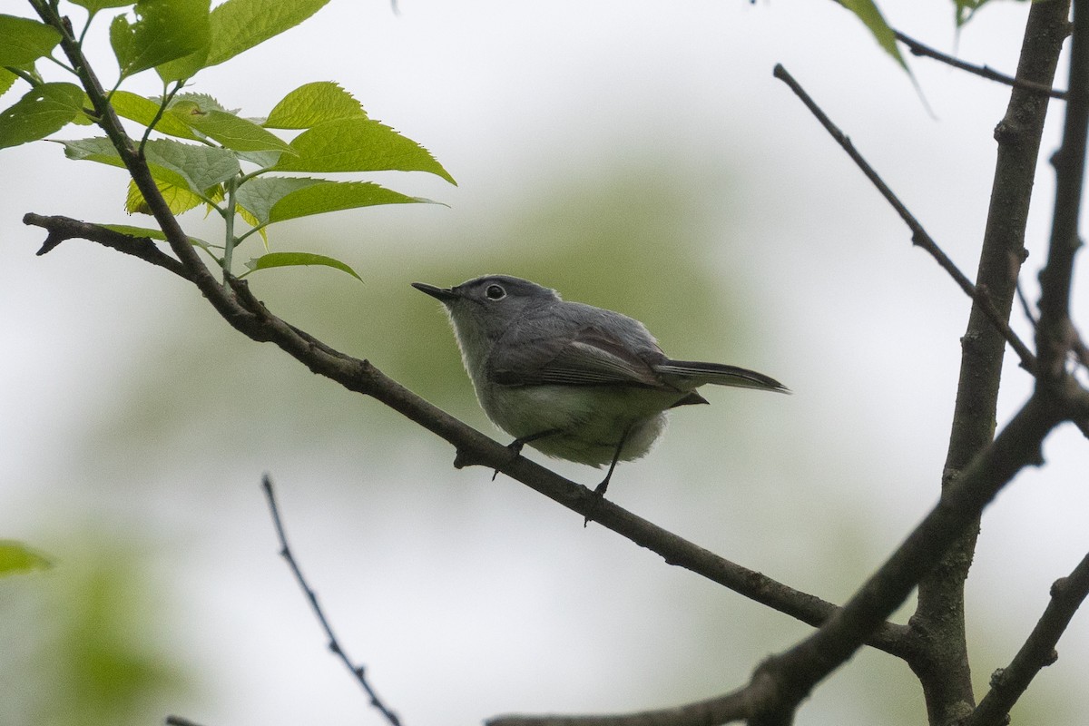 Blue-gray Gnatcatcher - Zach Schwartz-Weinstein