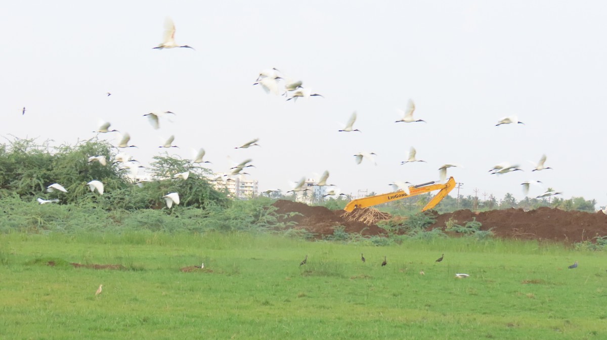 Black-headed Ibis - ML619486942