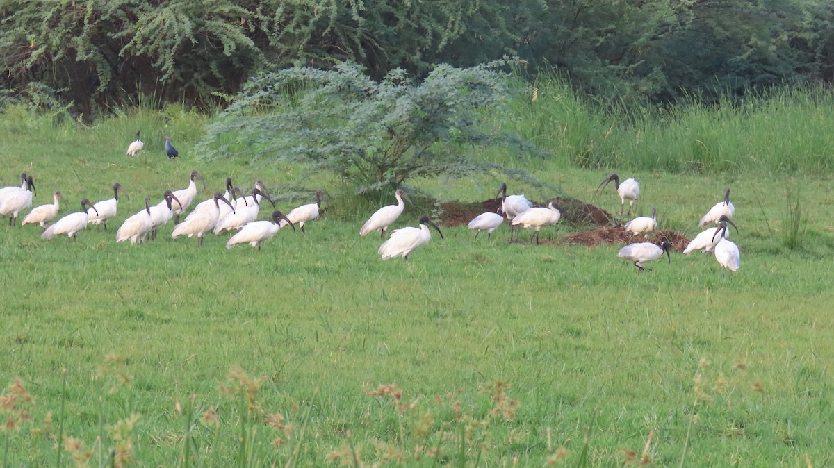 ibis černohlavý - ML619486943
