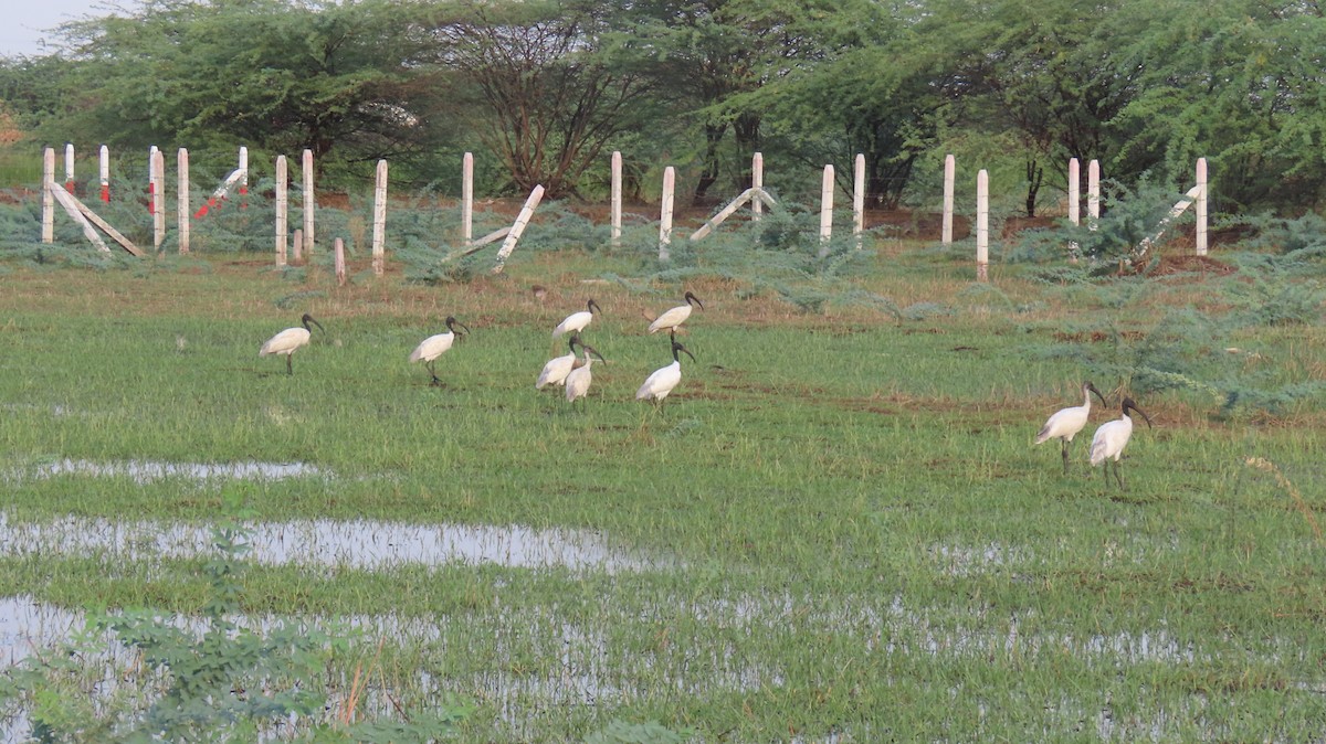 Ibis à tête noire - ML619486944