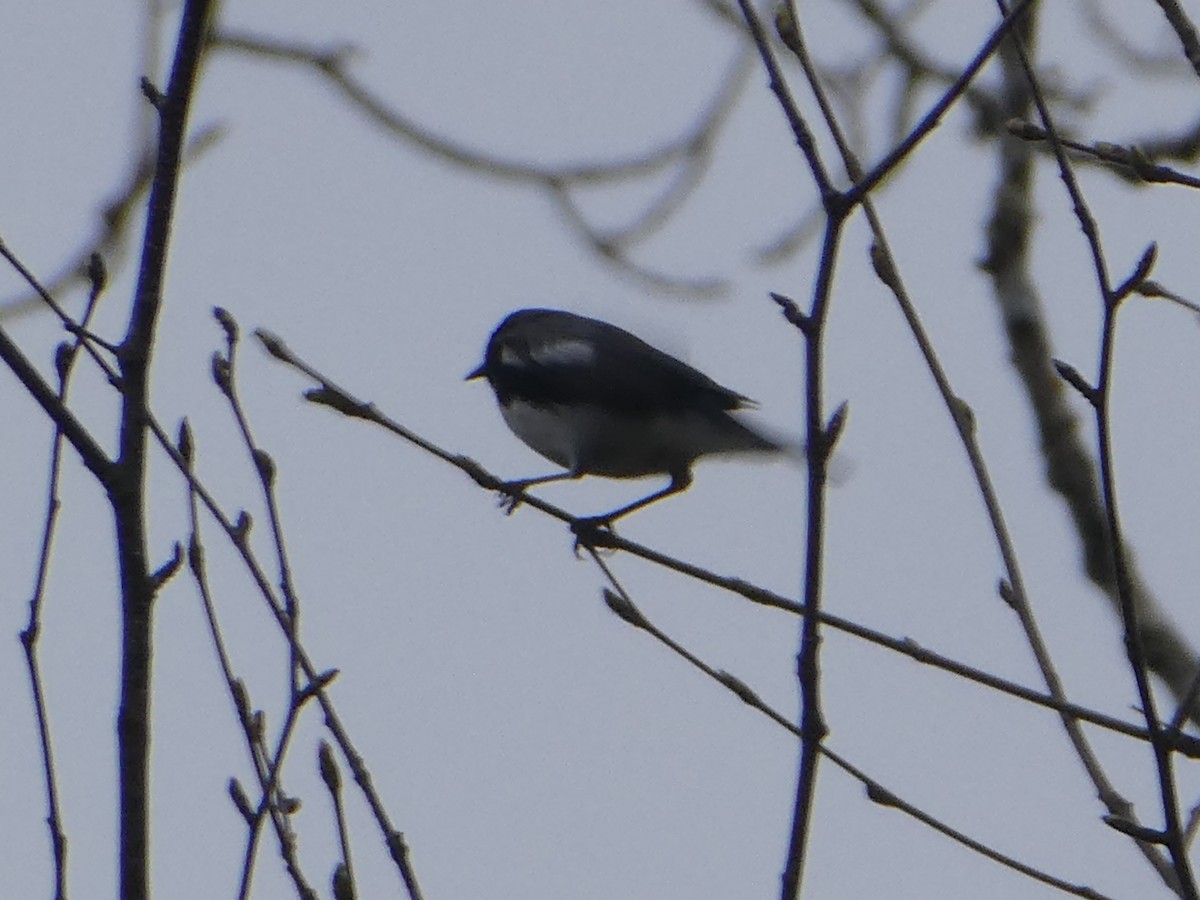 Black-throated Blue Warbler - Thomas Ouchterlony