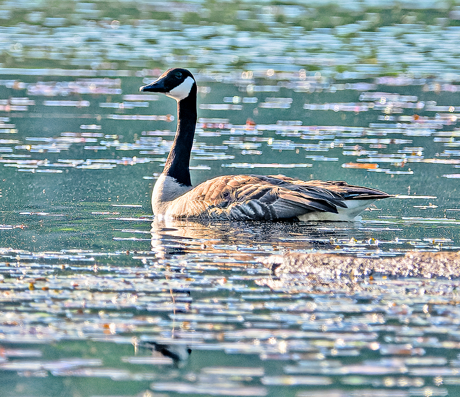 Canada Goose - ML619486962