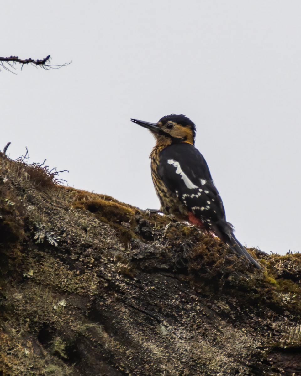 Darjeeling Woodpecker - Sumit Kayal