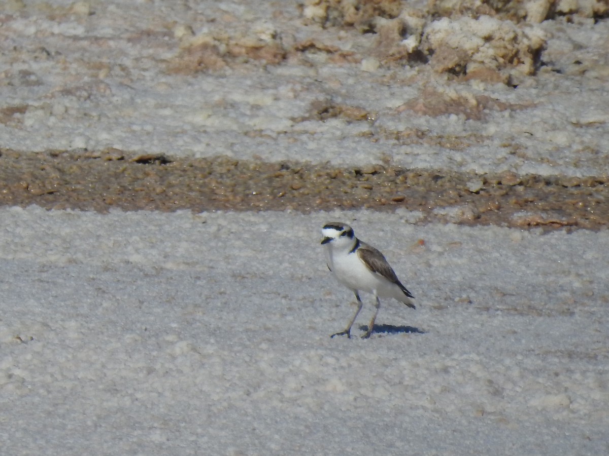 Snowy Plover - ML619486965