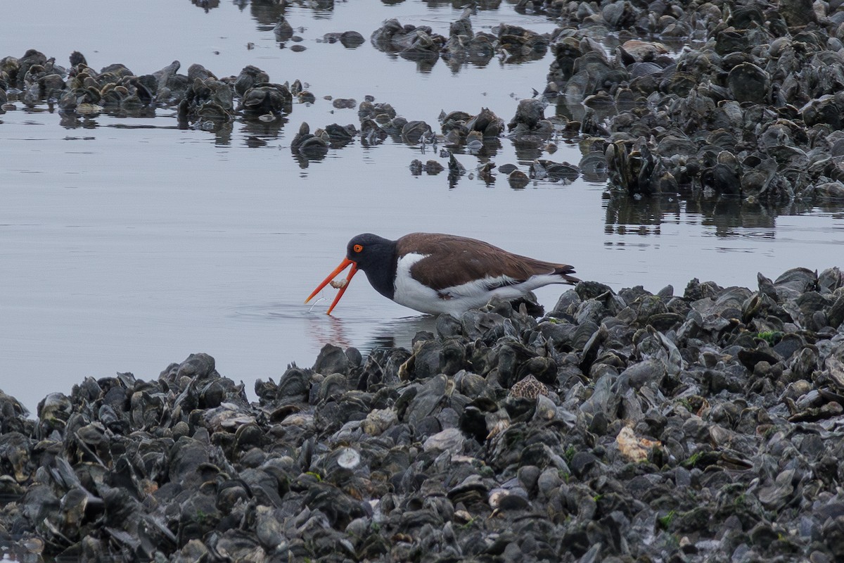 American Oystercatcher - Kyle Smith