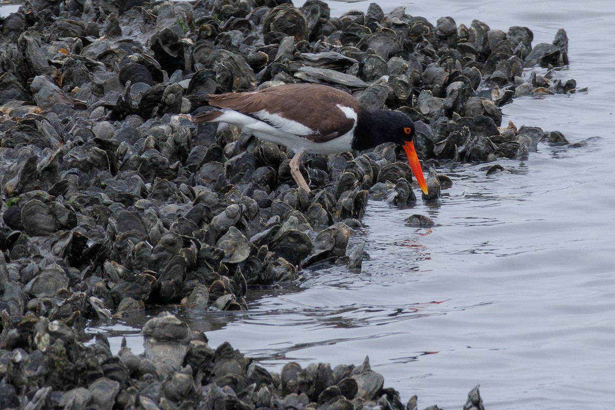 American Oystercatcher - Kyle Smith