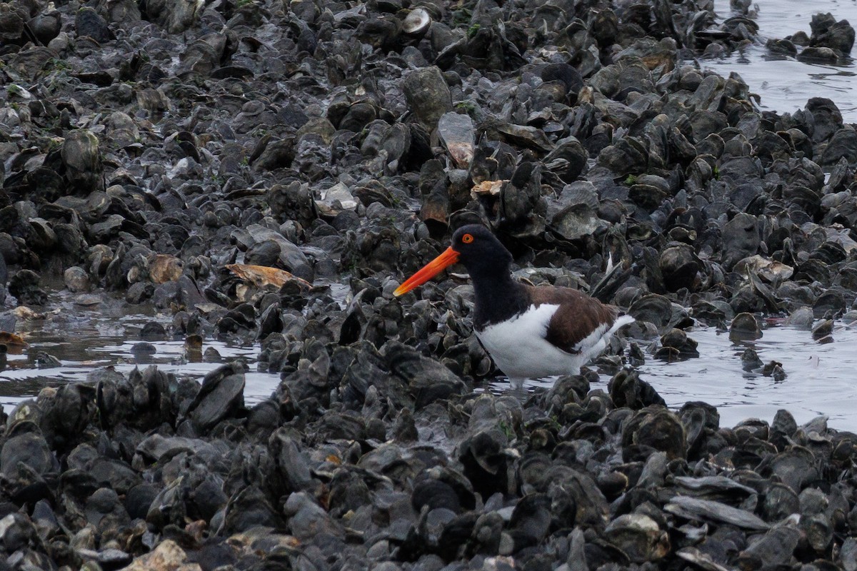 American Oystercatcher - Kyle Smith