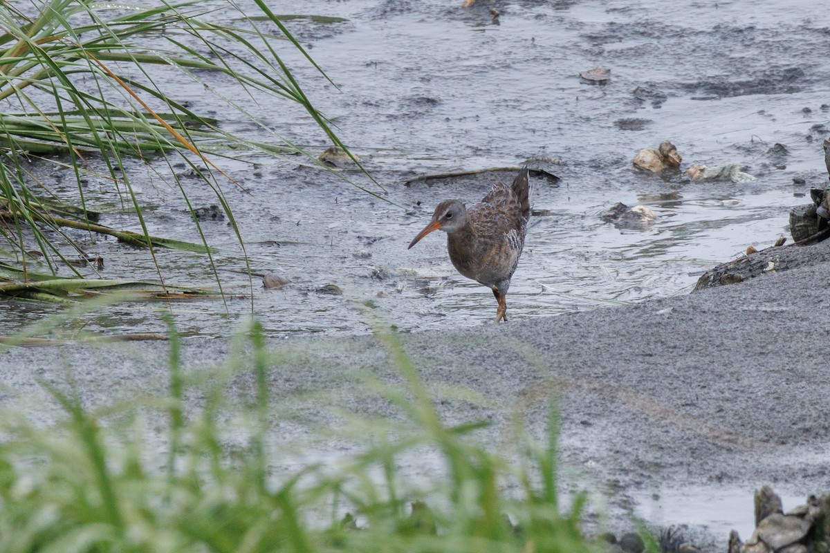 Clapper Rail - Kyle Smith