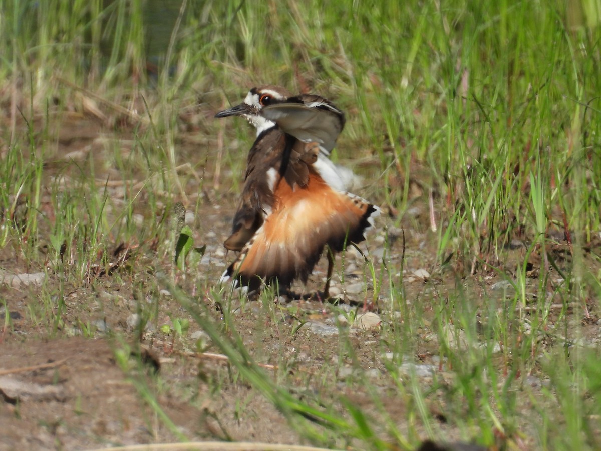 Killdeer - ML619486979