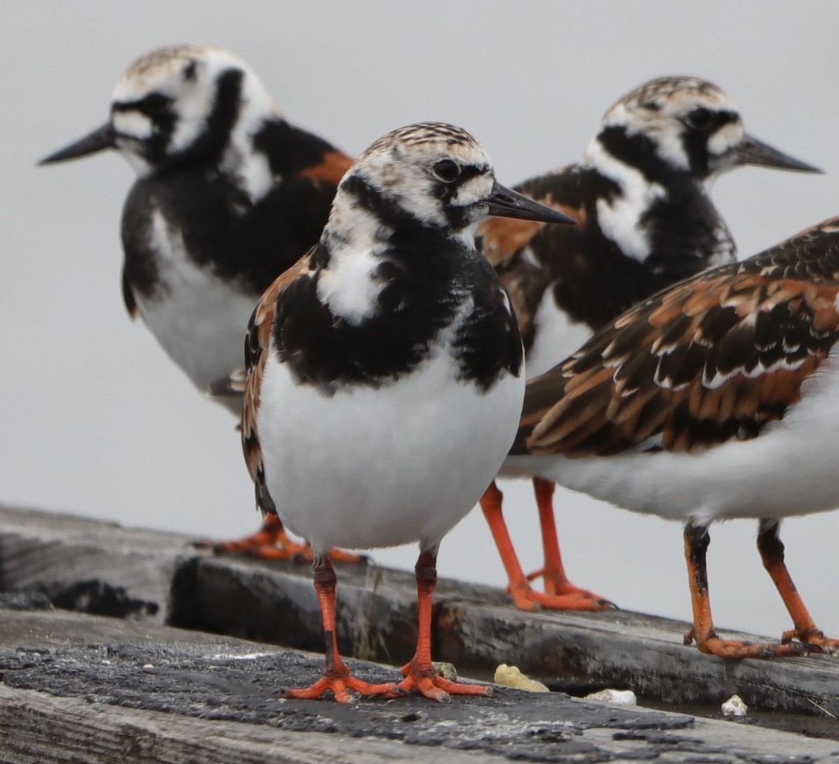 Ruddy Turnstone - ML619486983