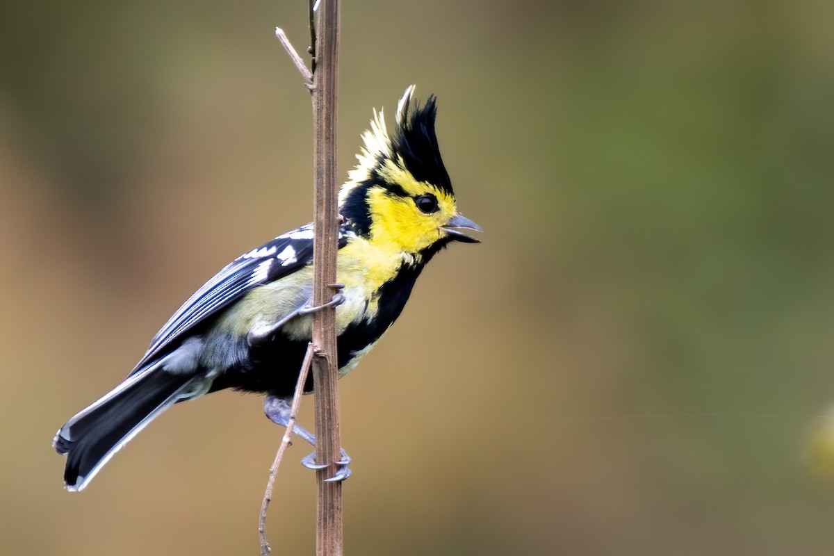 Yellow-cheeked Tit - Sumit Kayal