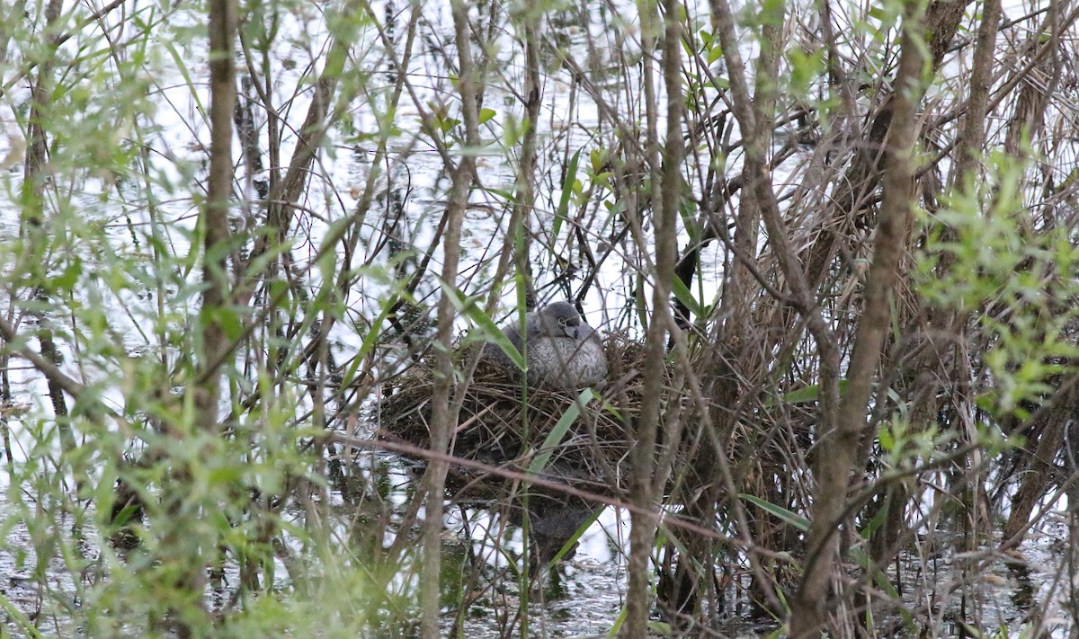 Pied-billed Grebe - Joe Gyekis