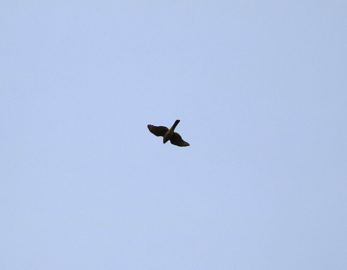 Cooper's Hawk - Lisa Maier