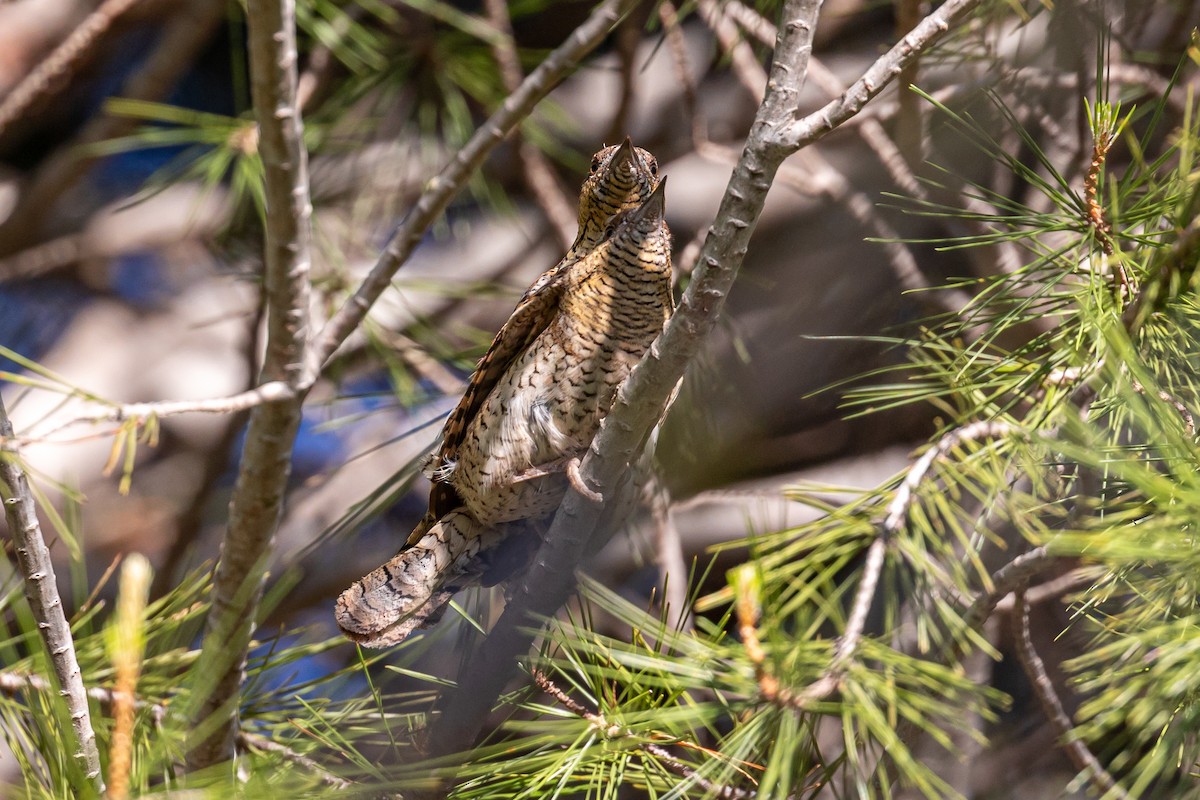 Eurasian Wryneck - Antonio M Abella