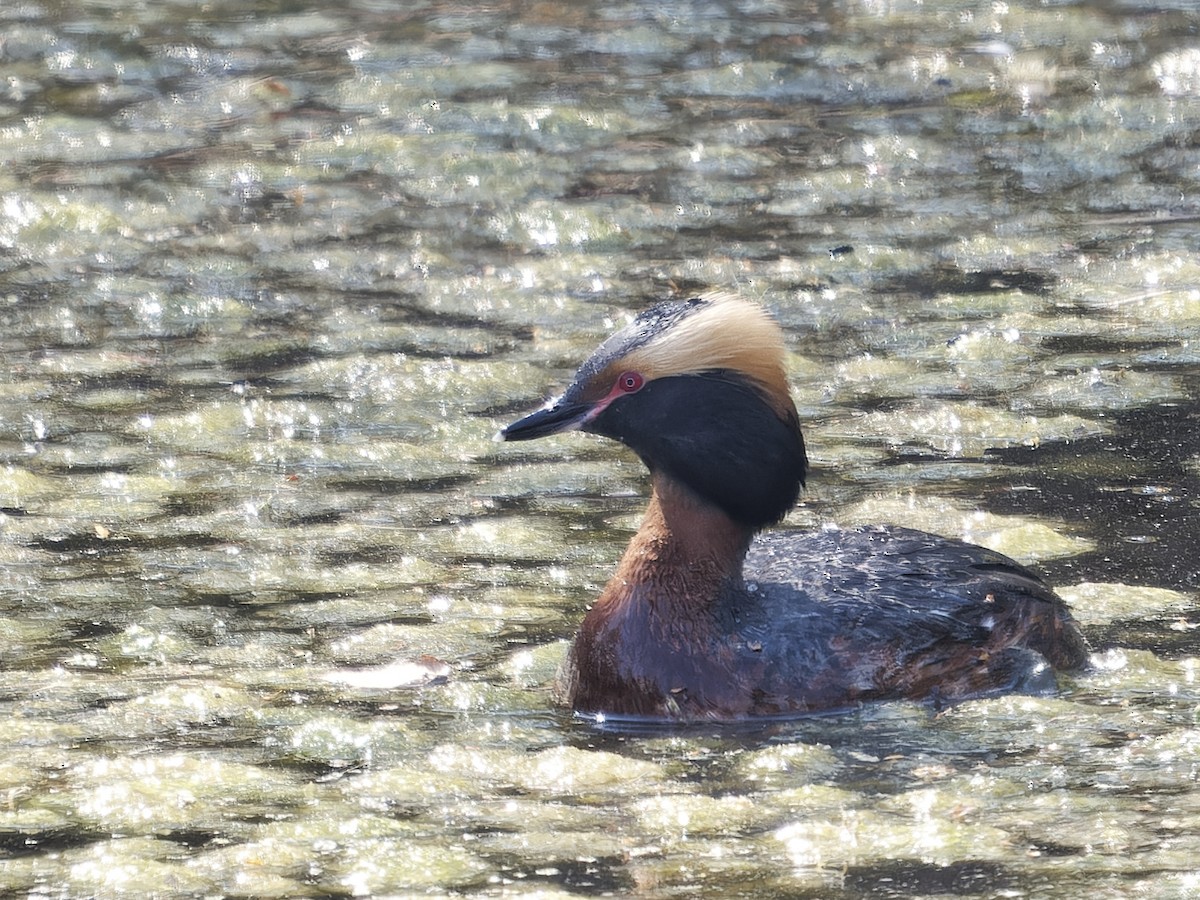 Horned Grebe - Edith Holden