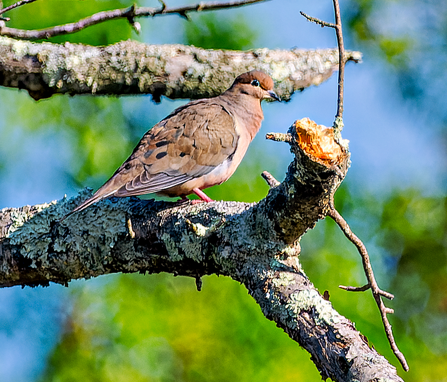 Mourning Dove - Kristine Mika