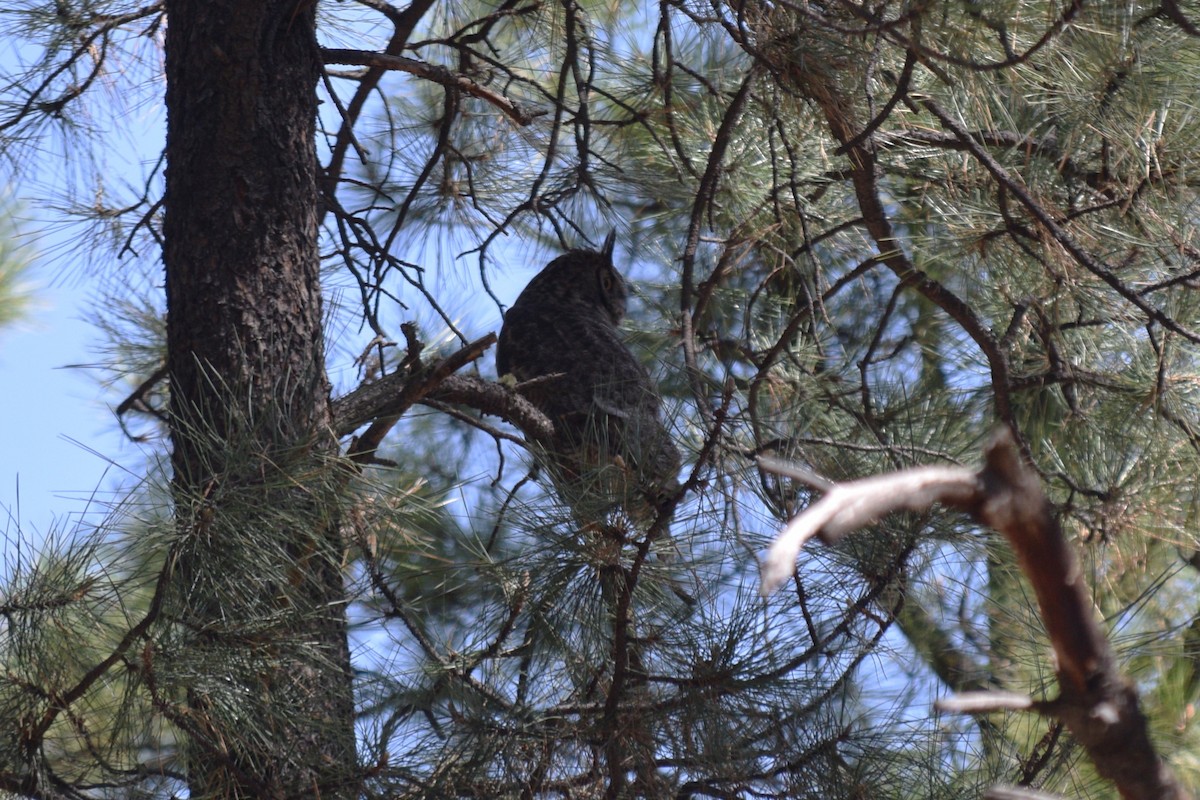Great Horned Owl - ML619487014