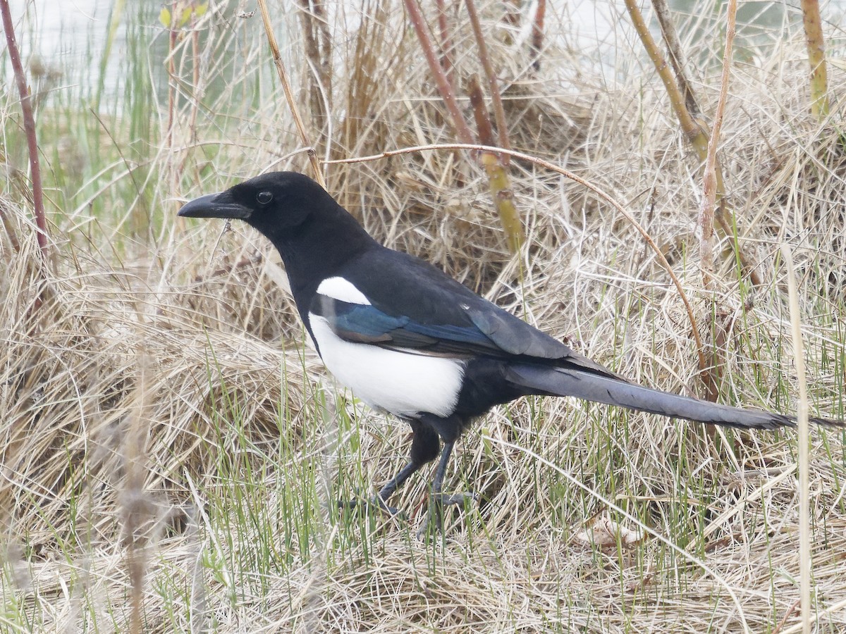 Black-billed Magpie - ML619487024