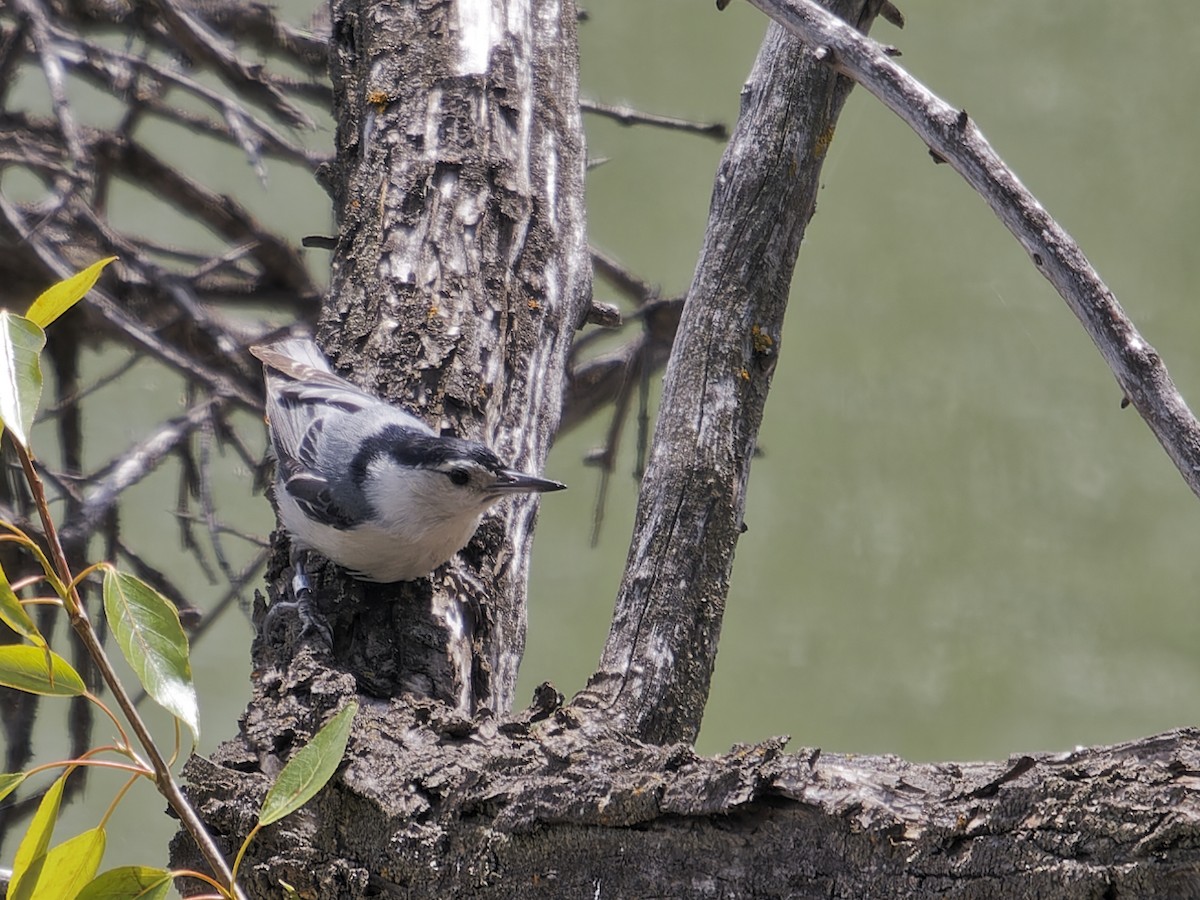 White-breasted Nuthatch - ML619487028