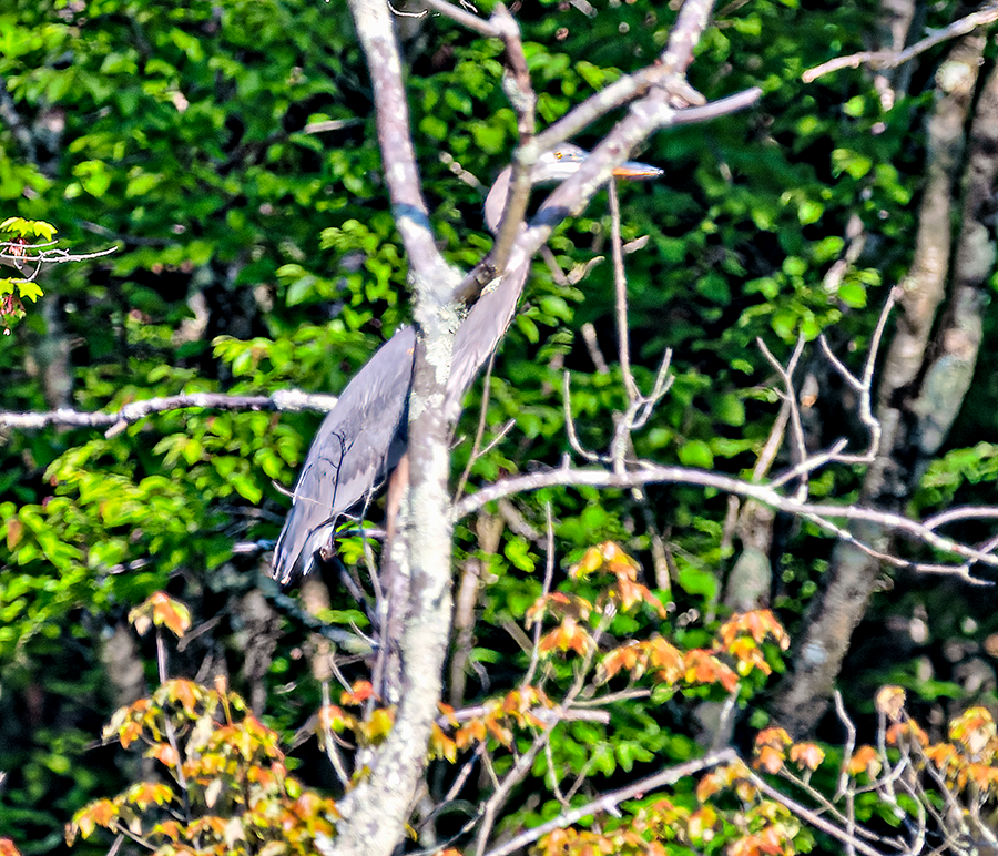 Garza Azulada - ML619487031