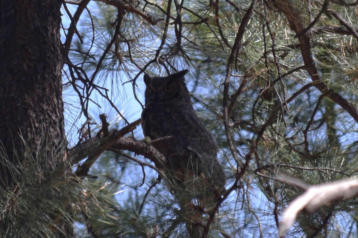 Great Horned Owl - ML619487033