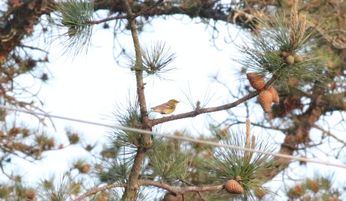 Pine Warbler - Joe Gyekis