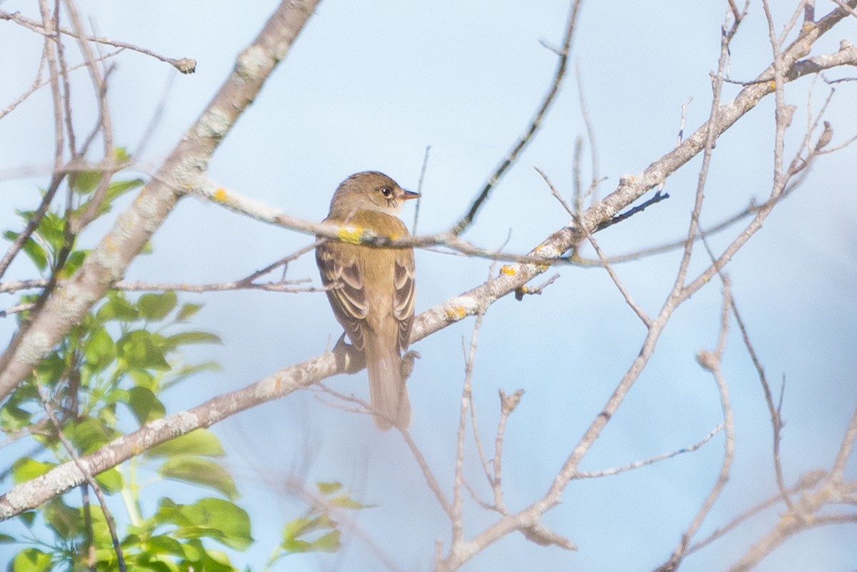 Willow Flycatcher - ML619487035