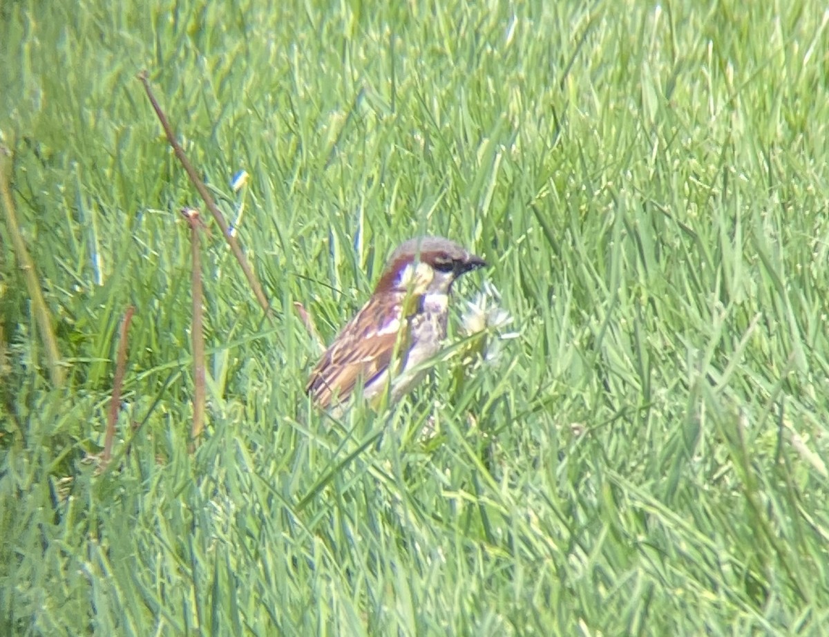 House Sparrow - Caroline Castagna