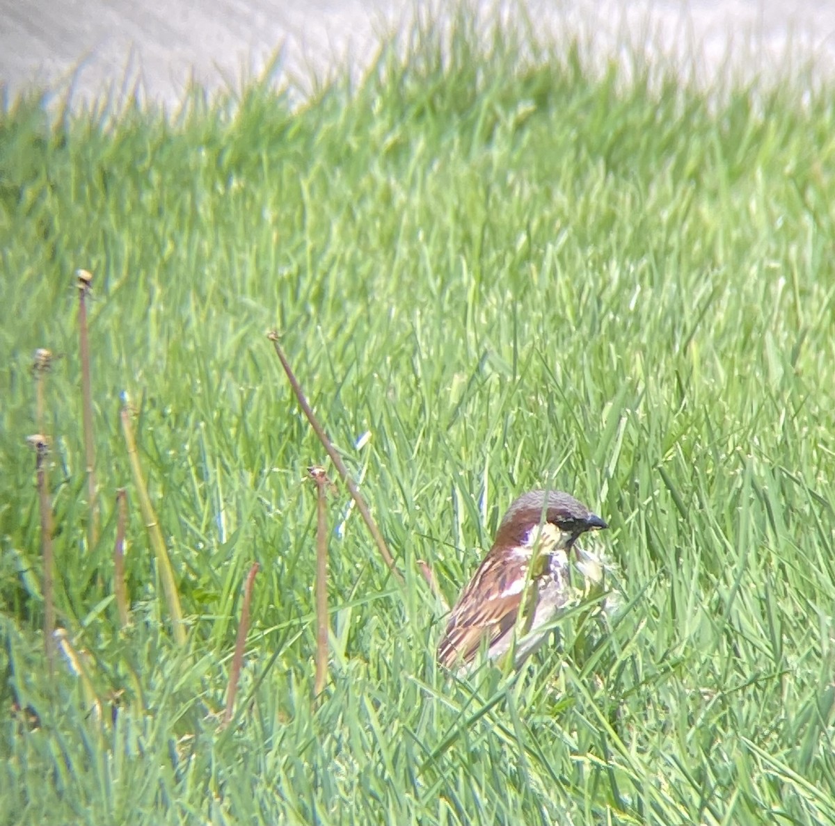 House Sparrow - Caroline Castagna