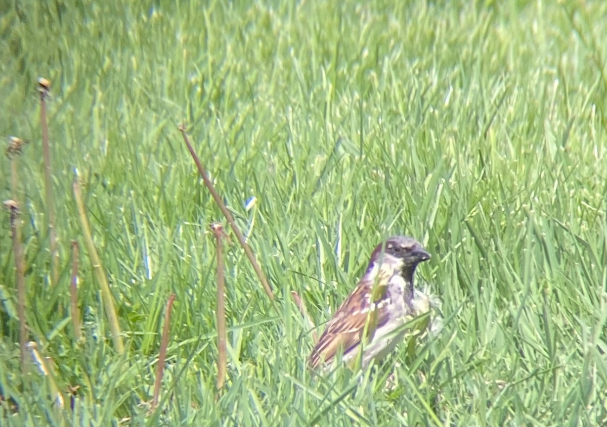 House Sparrow - Caroline Castagna