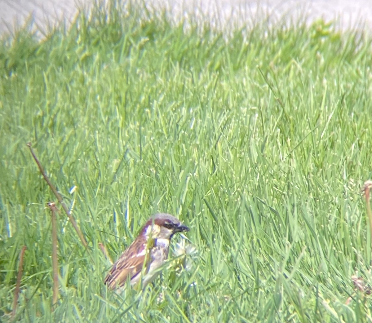 House Sparrow - Caroline Castagna