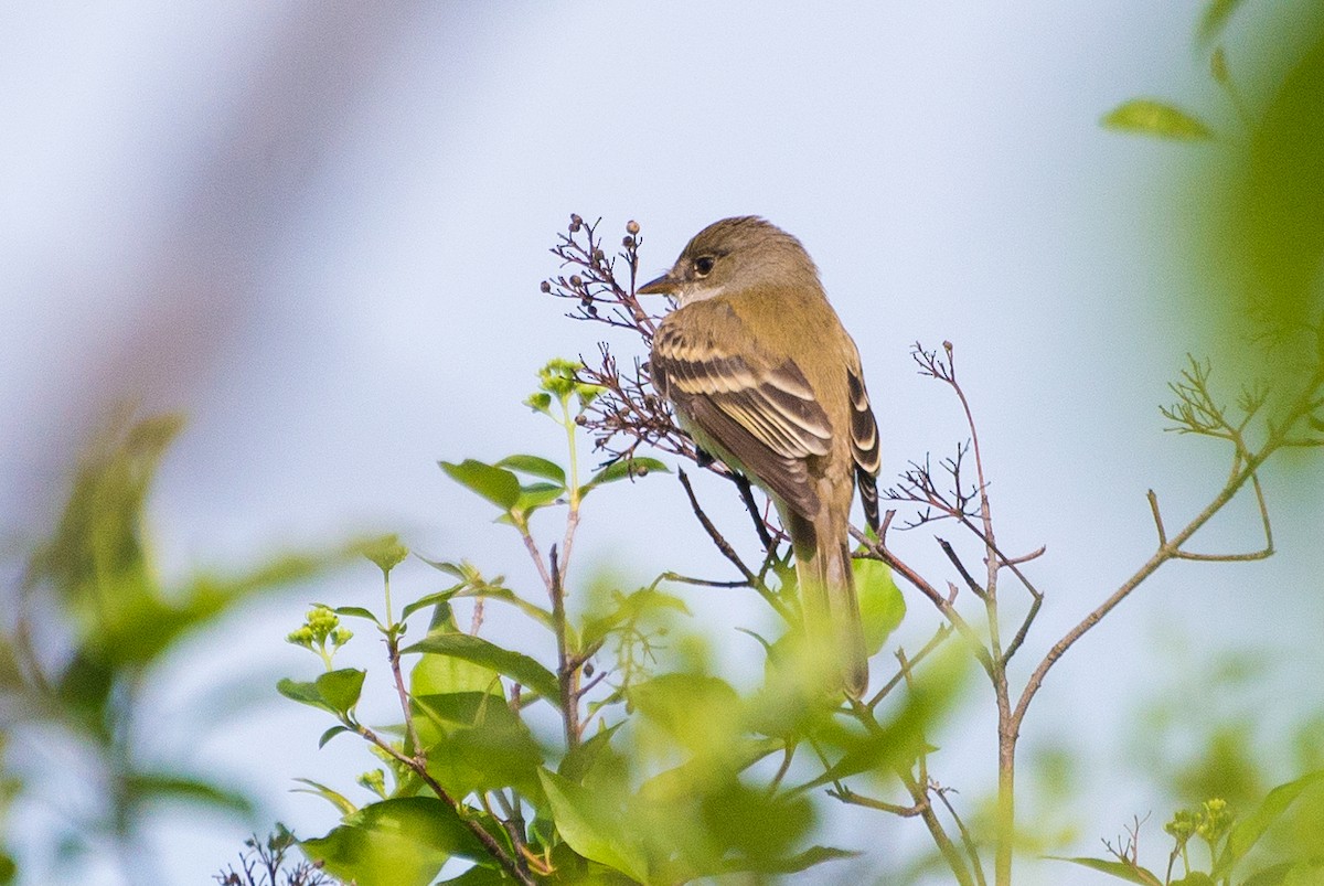 Willow Flycatcher - Jason Hedlund