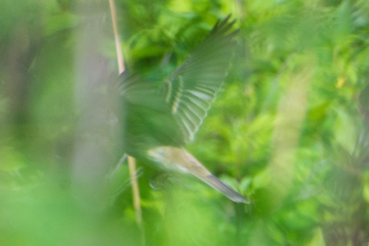 Willow Flycatcher - ML619487051