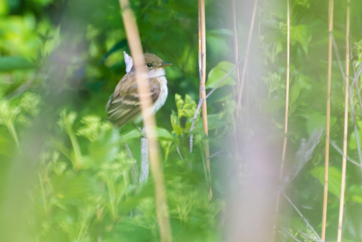 Willow Flycatcher - Jason Hedlund