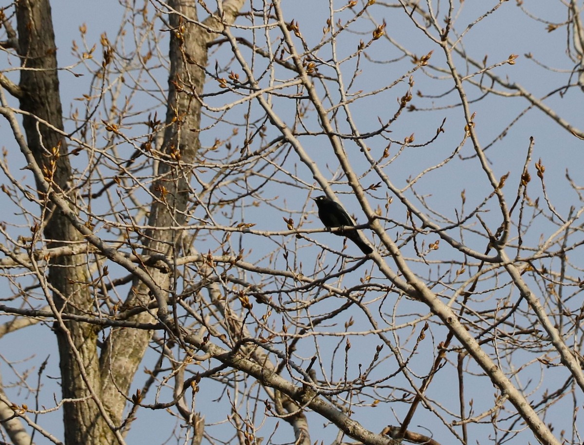 Rusty Blackbird - Lisa Maier