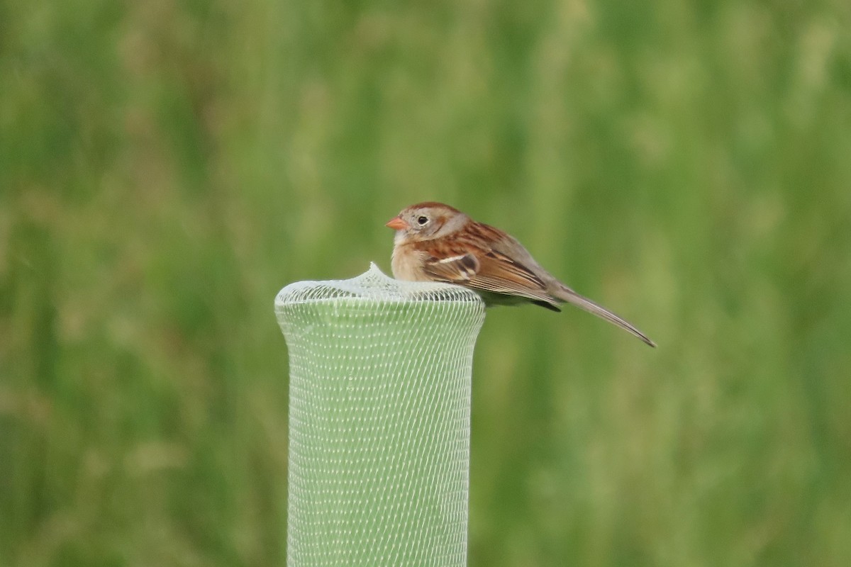 Field Sparrow - Mike Donaldson