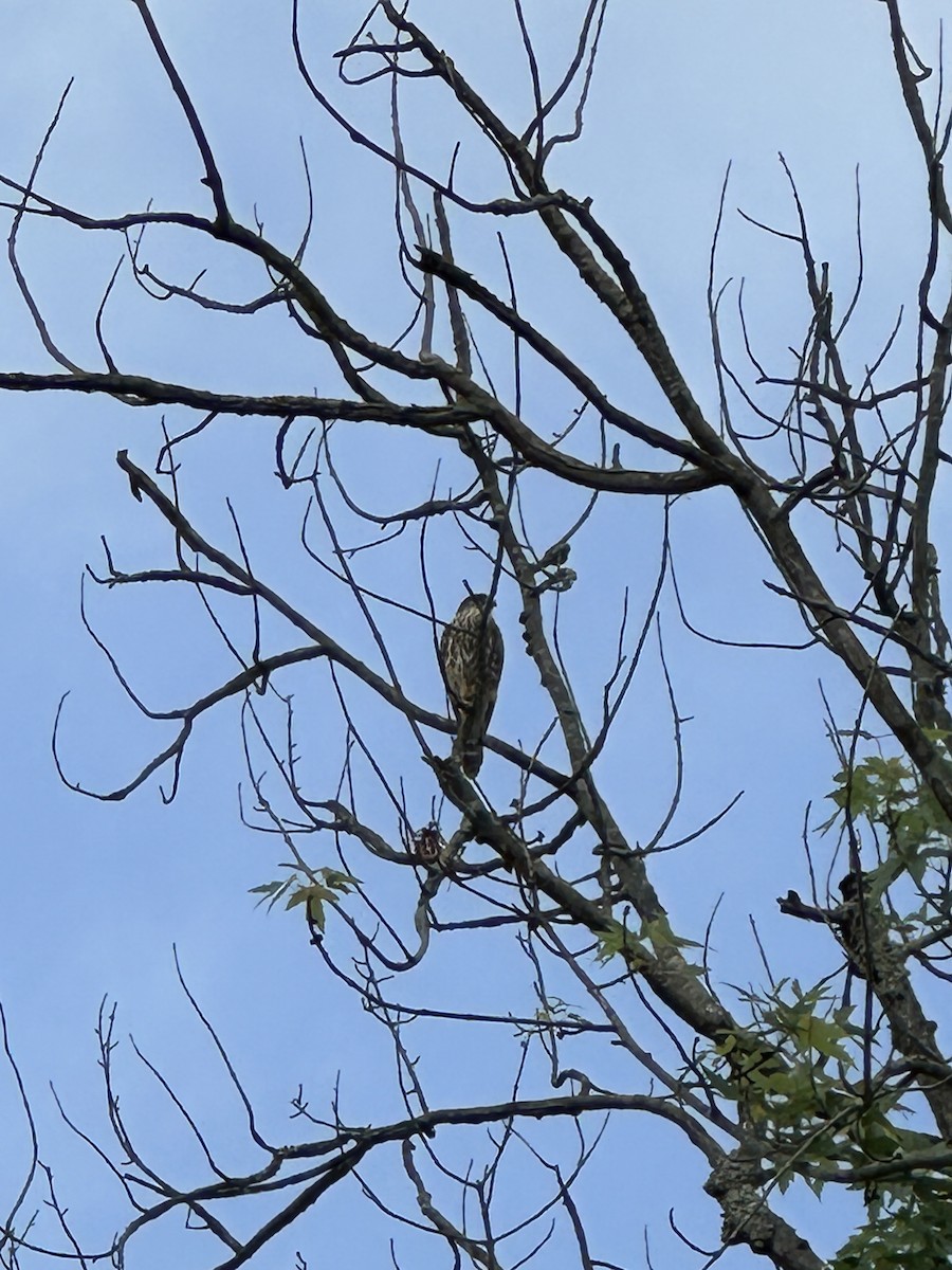 Belatz txikia (columbarius) - ML619487062