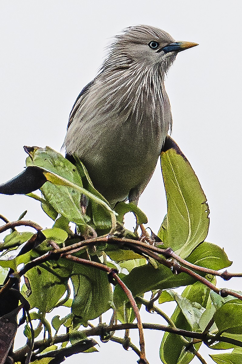 White-shouldered Starling - ML619487071