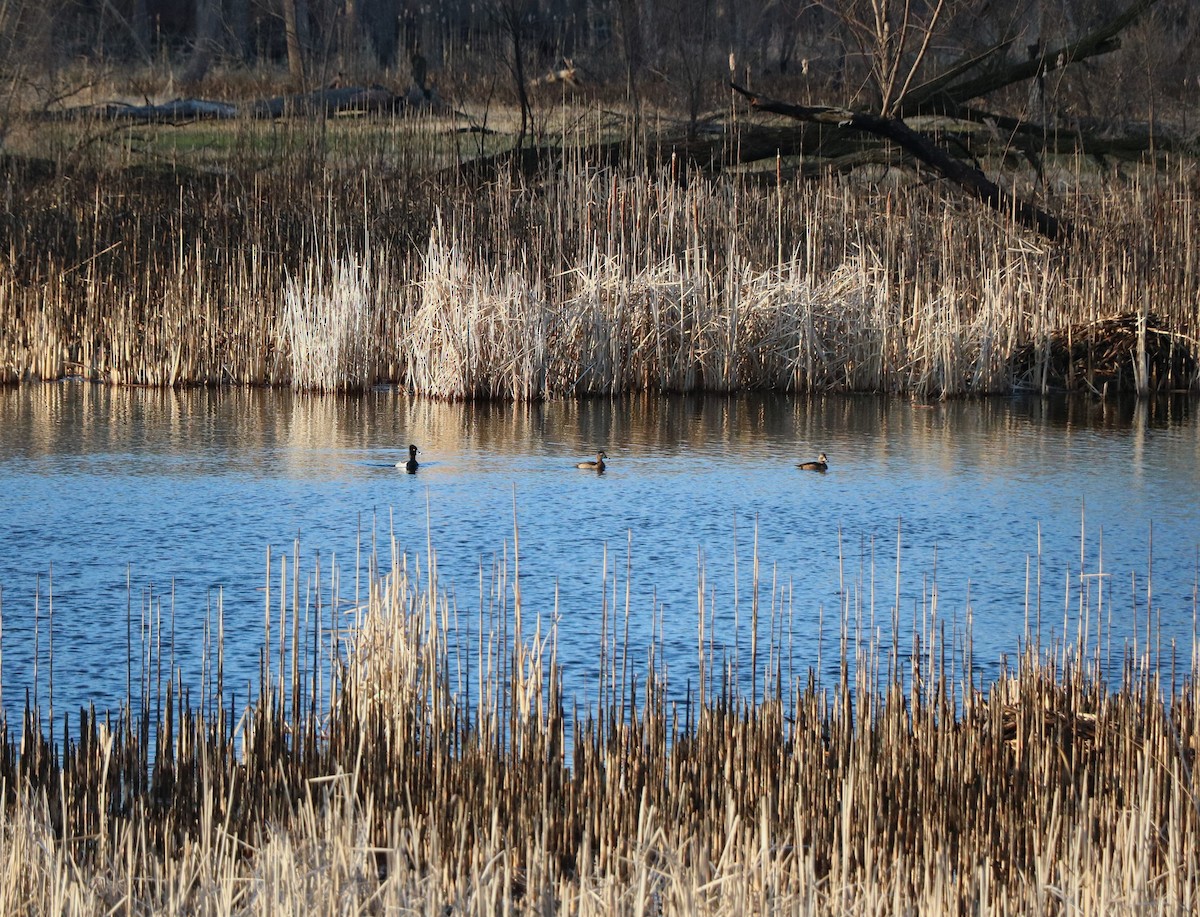 Ring-necked Duck - Lisa Maier