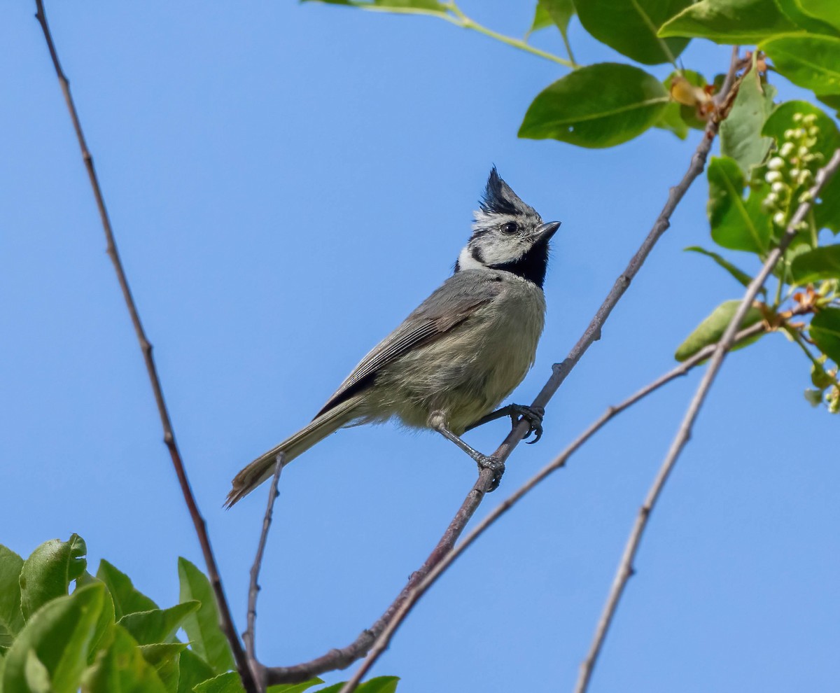 Bridled Titmouse - ML619487074