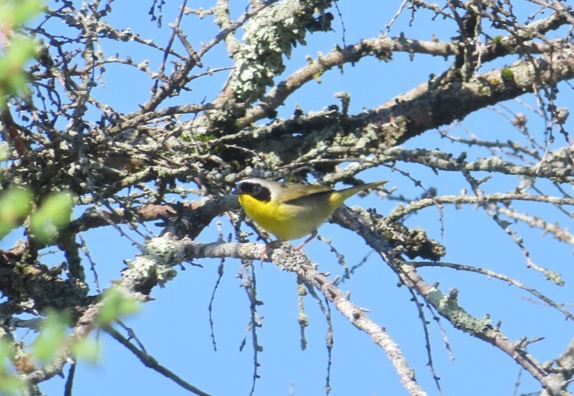 Common Yellowthroat - Katsu Sakuma