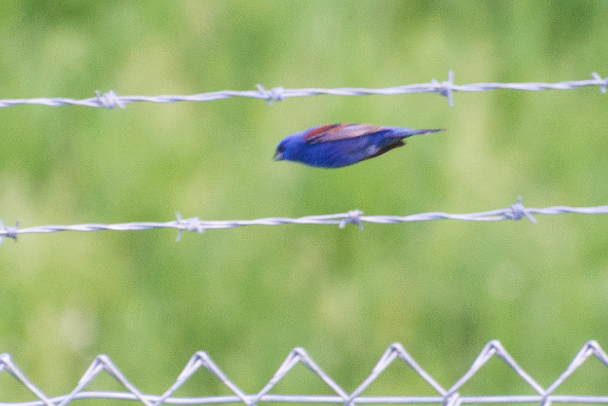 Blue Grosbeak - Jason Hedlund