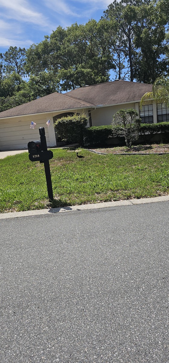 Glossy Ibis - Bonnie Morgan