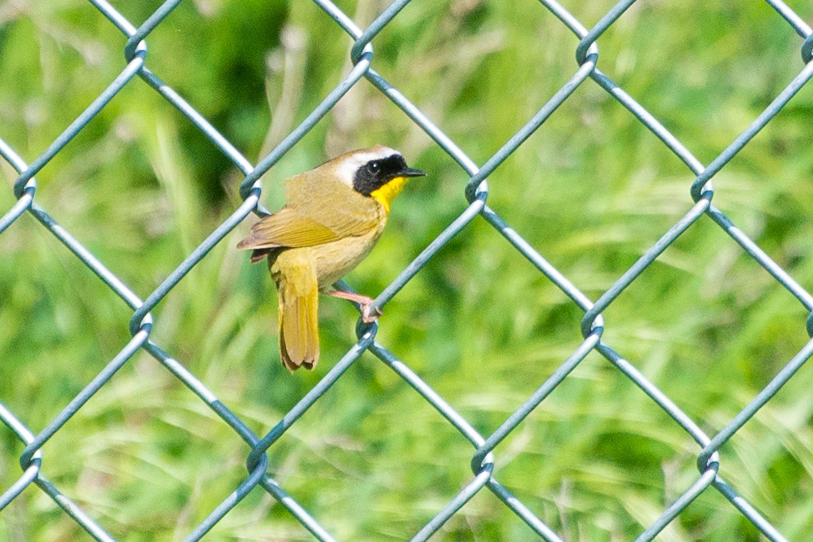 Common Yellowthroat - Jason Hedlund