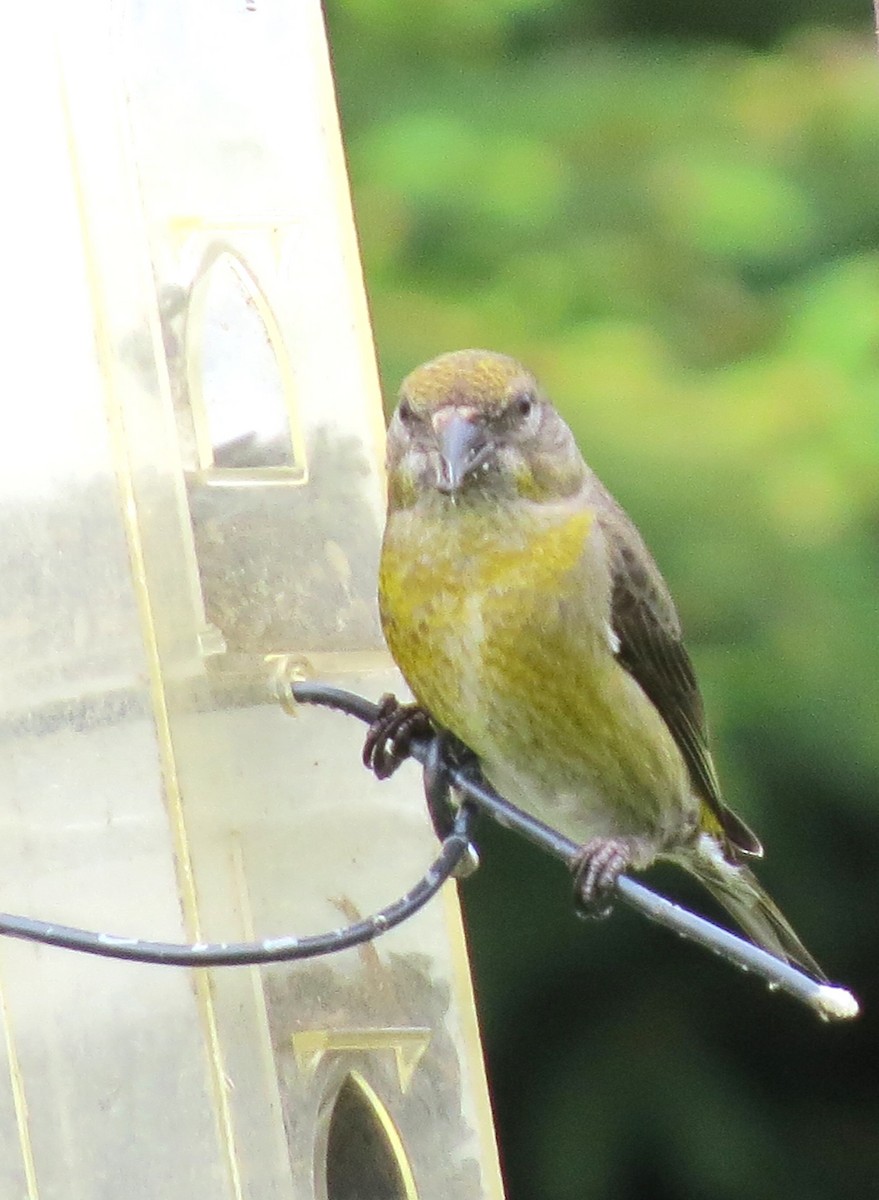 Red Crossbill - James Hirtle