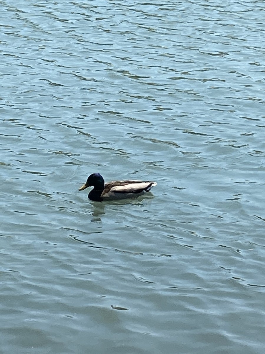 Mallard - Caroline Castagna