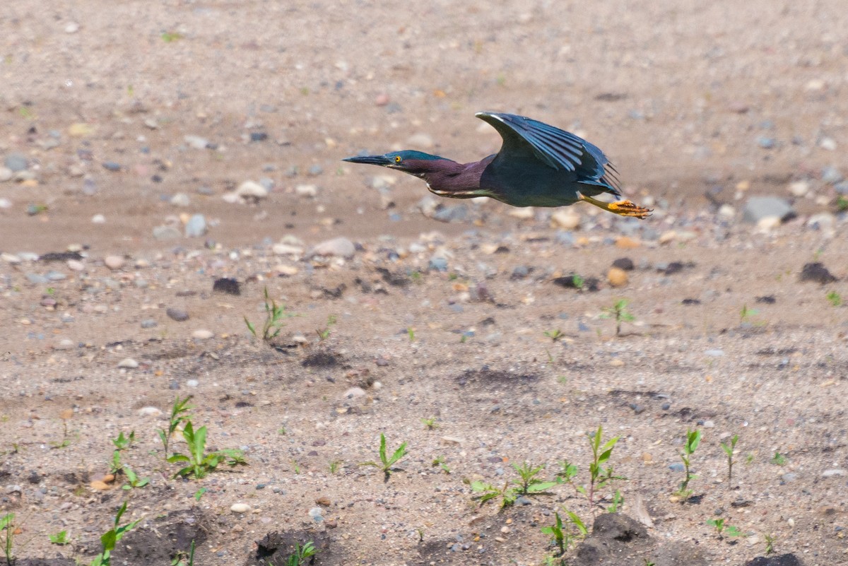 Green Heron - Jason Hedlund