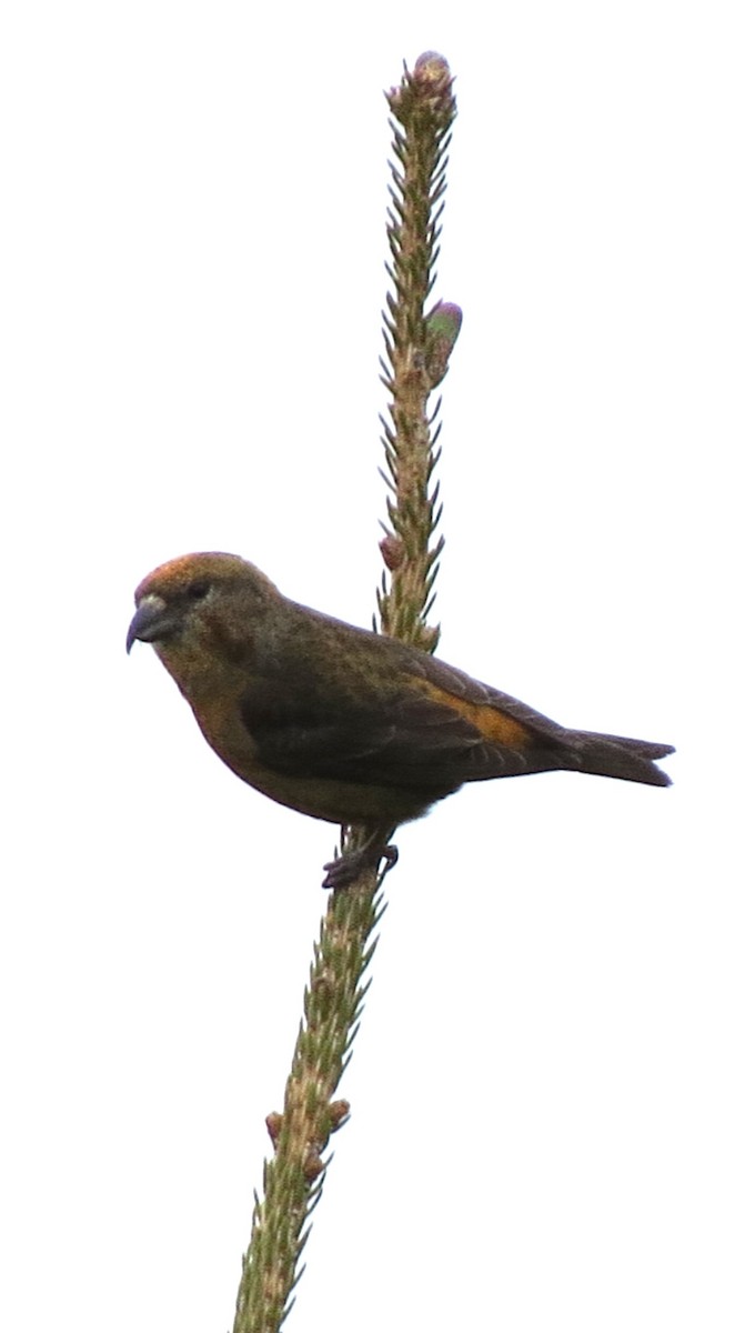 Red Crossbill - James Hirtle